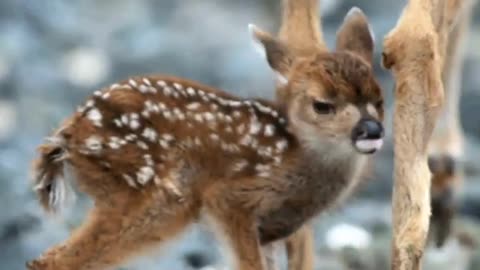 Cute Baby Deer and Most Funny Videos (Copyright Free) Full HD