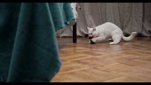 Funny cute cat 😺 video 2024