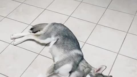 How to train Husky to watch your baby