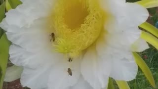 beautiful dragon fruit flower