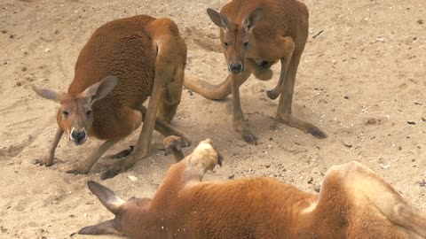 Close-up of adult red kangaroos scratching itself and lying on the sand and resting at the zoo