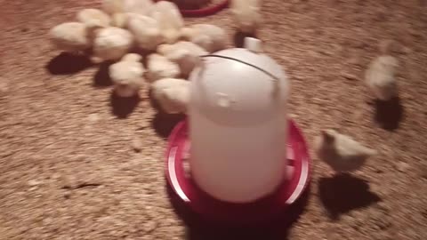 Chicken bonanza