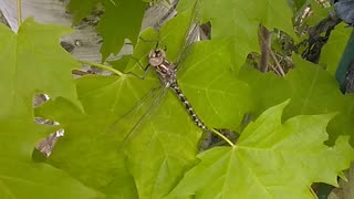 Dragonfly