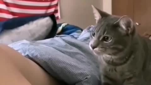 Funny cats | Cat shocking reaction caught on camera