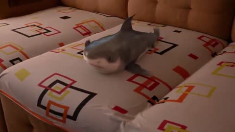 Adorable baby shark playing cute