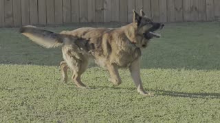Mostly Rome my German Shepherd chasing Dragon Flies and Shedding like crazy