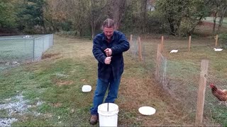 Harvesting Black Walnuts