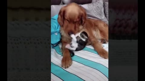 Funny moments of funny cats and dogs
