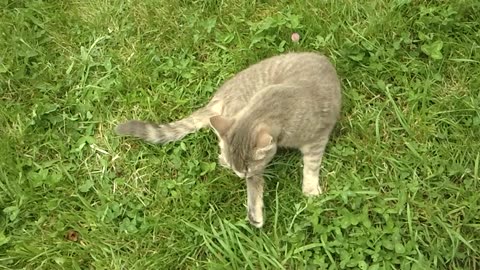 Cute little cat lying on the lawn and cleaning itself