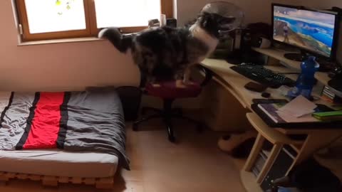 Clever dog gets comfortable before bed