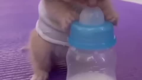 Small Cat trying to feed milk