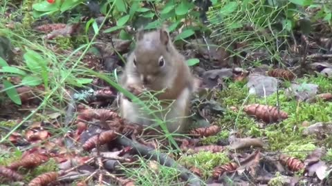 Sounds of nature! Calm down, everything will be fine! See how Squirrel gnaws cones!