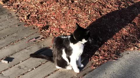 A Cute and Friendly Strange Cat