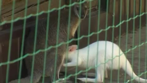 Albino kangaroo born last year comes out of mother's pouch