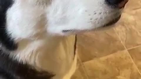 Guilty Husky Tries To Blame Other Dog! #shorts