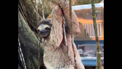 Rewilding a 3 finger Sloth