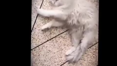 Cat funny video