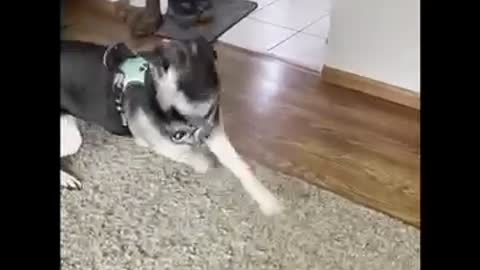 German Shepherd Dog So Excited to See Owner Return Home