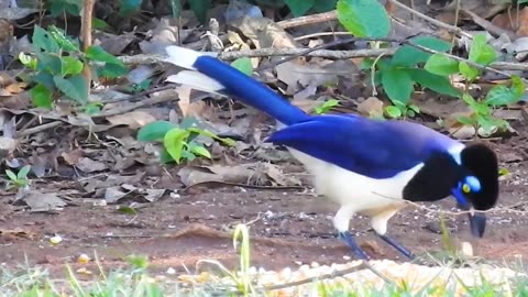 The plush-headed jay 🦜🦜🦅#Cyanocorax chrysops