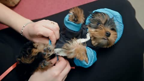 A woman owner is putting a blue overalls on a terrier. The dog is lying on the breeder's knees