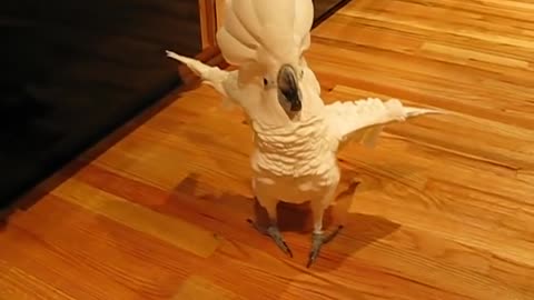 Umbrella Cockatoo Going mad In Kitchen Floor But A Happy bird