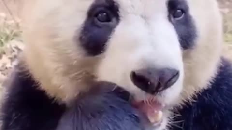 Cute panda