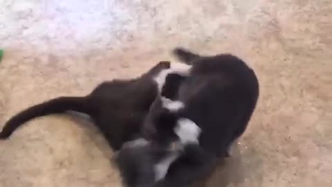 FUNNY CATS PLAYING FIGHTING WRESTLING TOGETHER | Cats Best Friends