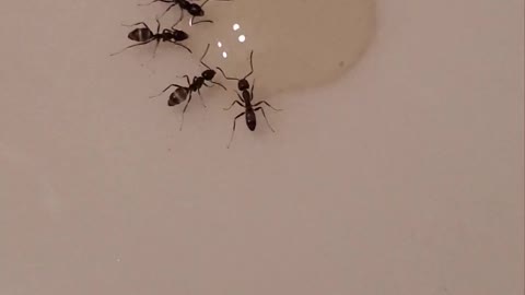 Ants drinking sugar water