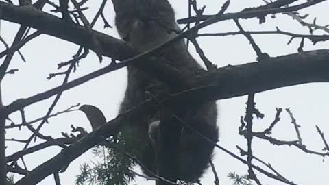 A cat sits on a tree like a bird