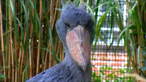 Close-up do Shoebill