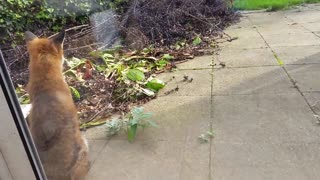 Two Cats Meet a Sleepy Fox at Their Back Door. But The Fox’s Reaction is 100% Pure Disney Moment