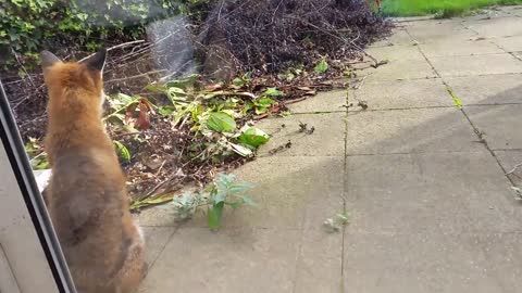 Two Cats Meet a Sleepy Fox at Their Back Door. But The Fox’s Reaction is 100% Pure Disney Moment