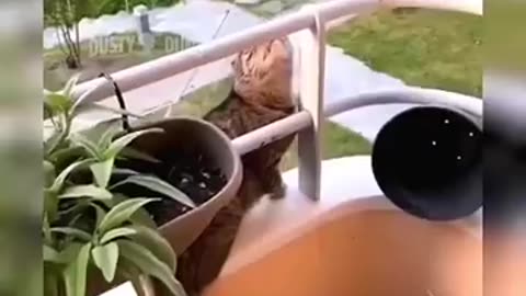 Funny Cats