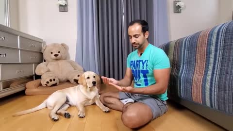 How to Train your Dog/Puppy to Bark and Spin Easily at Home