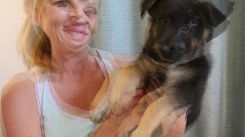 7 Week Old Eastern German Shepherd Puppies - Southern Comfort Shepherds