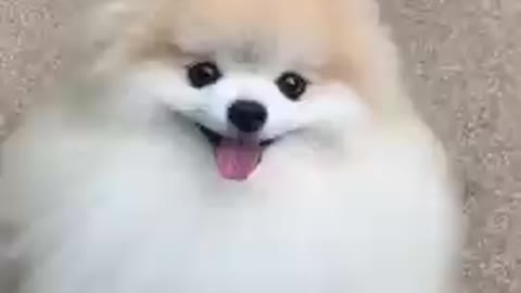 Cute Dancing Dog