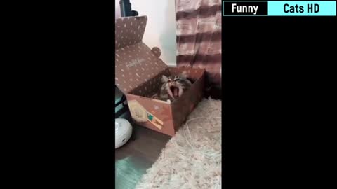 Funny Cat Videos !! Must Watch Cat Videos 2021