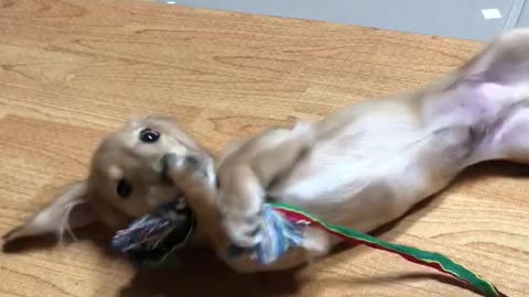 Golden dachshund playing tug