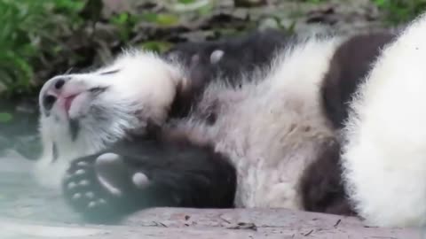 Two baby pandas playing with each other ❥