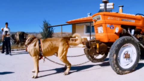 Dog pulling tractor