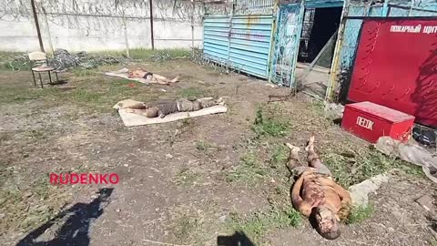 Vězení v Jelenovce v DLR na kterou Ukrajina odpálila rakety HIMARS a zabila přes 50 zajatců z Azova