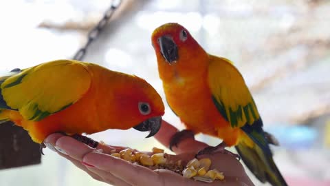 Hand Holding and Feeding Parrots - Animal Care Concept
