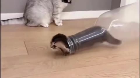 SUPER FUNNY ANIMAL VIDEOS #cats #dogs #laugh!!!!