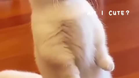 CUTEST CAT WILL CHEER YOU UP <short video>