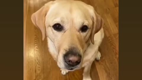 Dog reaction for food