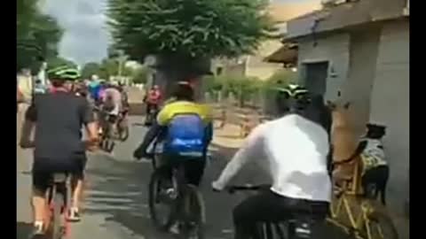 Watch dog participate in bicycle race intresting video