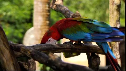 Macaw parrot feeding on a branch