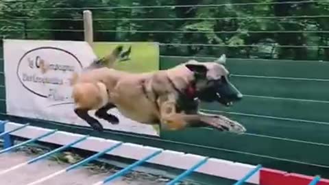 Dog long jump, we need a dog olympICS