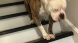 Sweet Pup Hops Down the Stairs