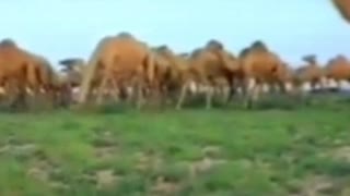 Somali camel